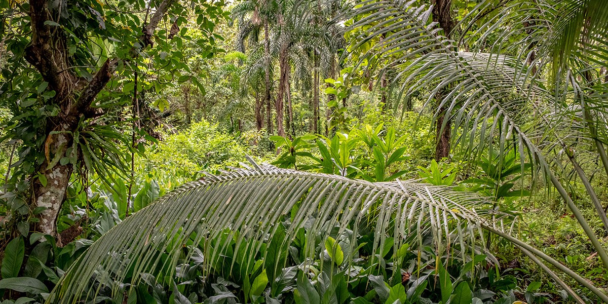 Eine Gruppe von Palmen neben einem Baum