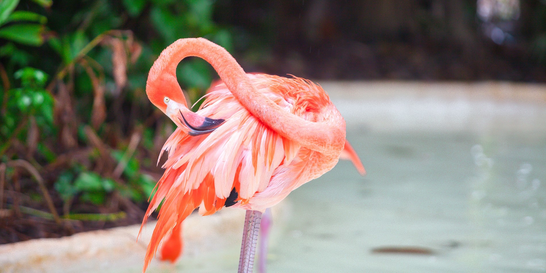 Einer von 80.000 Flamingos auf Inagua.