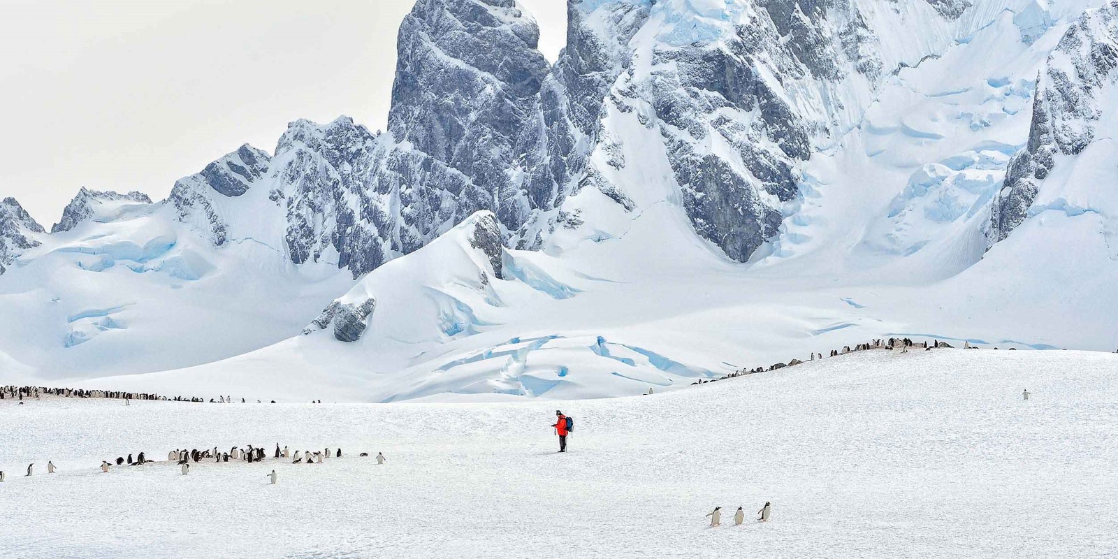 Man in middle of penguin colony in vast antarctic landscape