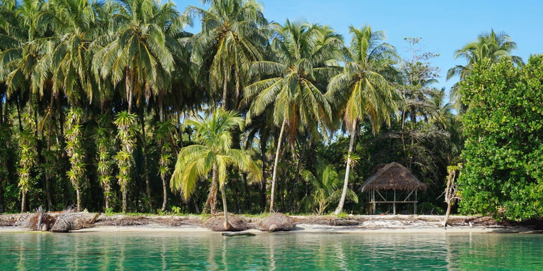 Eine Gruppe von Palmen neben einem Gewässer