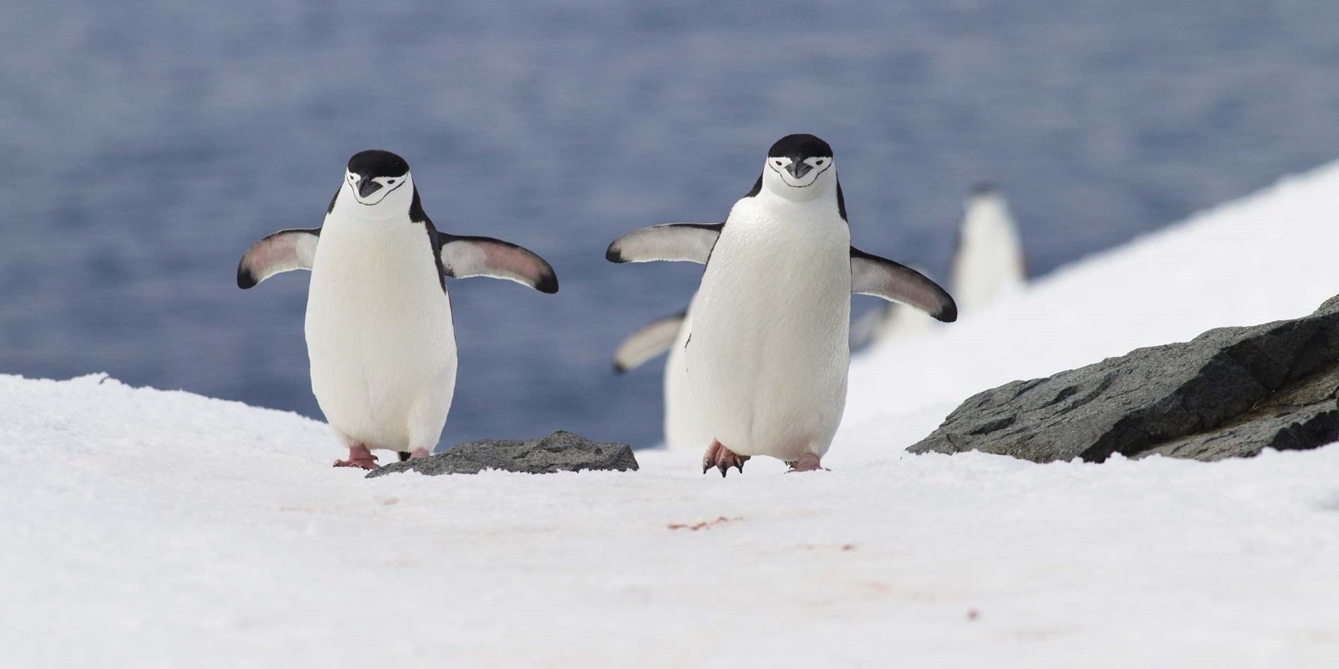 Enjoy meeting penguins in Antarctica