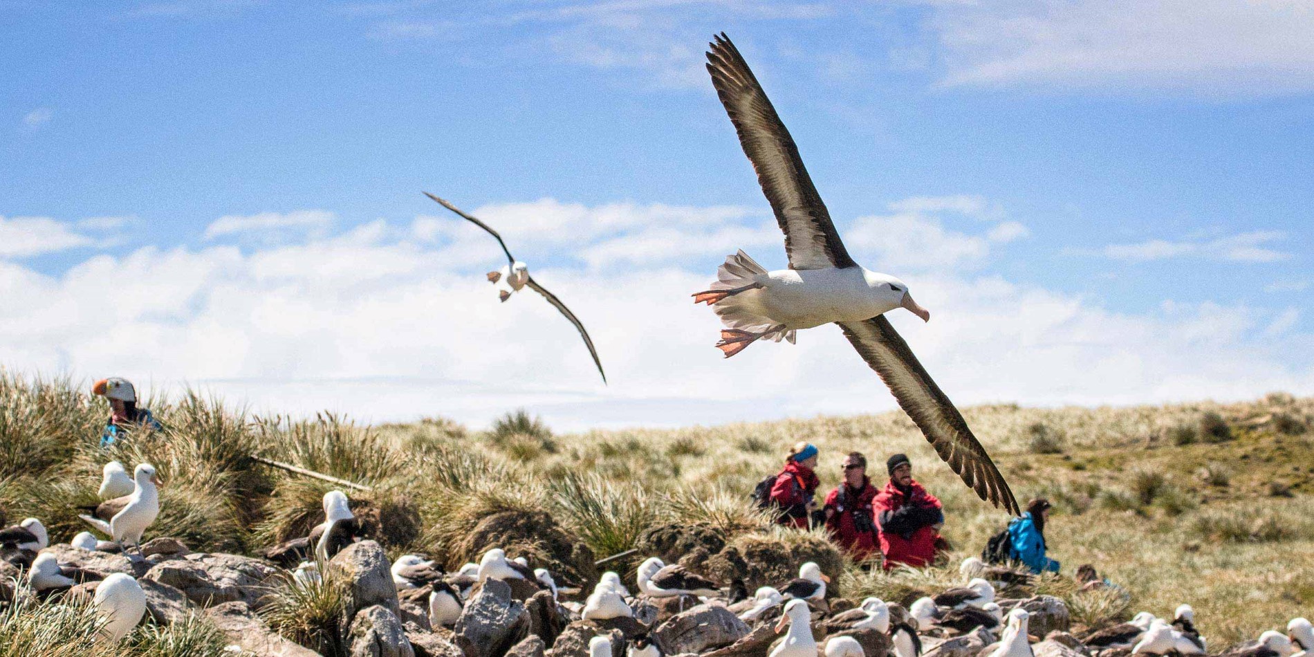 Bird watching at the Falkland Islands